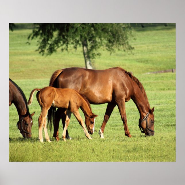 Impressão de Arte Pastoral dos Cavalos - 24x20 - o (Frente)
