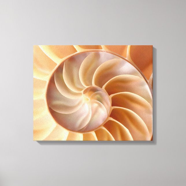 Impressão de Arte Shell de Nautilus de Praia (Frente)