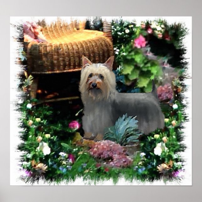 Impressão de Arte Silky Terrier (Frente)
