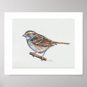 Impressão de Arte Sparrow com garganta branca