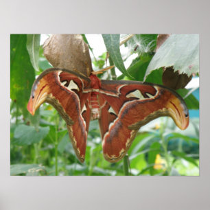 Impressão de Atlas Moth