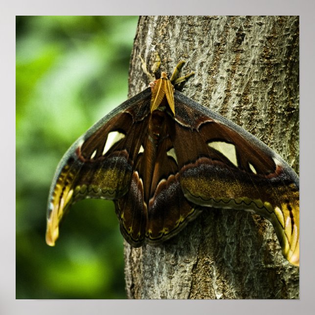 Impressão de Attacus Atlas (Frente)