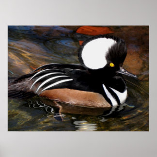 Impressão de Ave Merganser Hooser