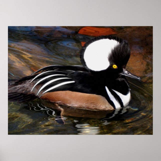 Impressão de Ave Merganser Hooser (Frente)