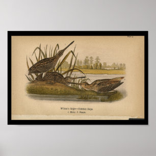 Impressão de aves Wilsons Snipe 1890