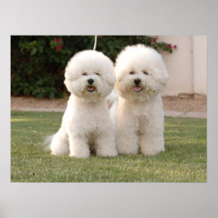 Impressão de Bichon Frise
