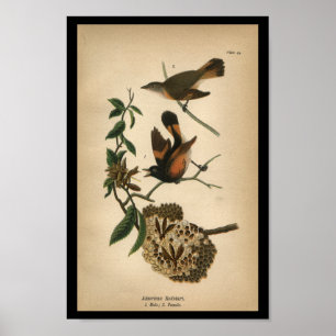 Impressão de Bird 1890