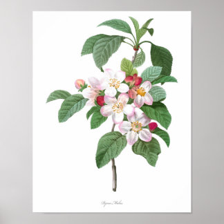 Impressão de Blossom de Maçã de MAIOR QUALIDADE