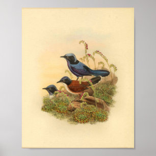 Impressão de Bonaparte's Todopsis Wren Blue Bird