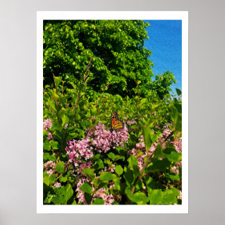 Impressão de Borboleta de Verão