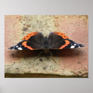 Impressão de Borboleta do Almirante Vermelho