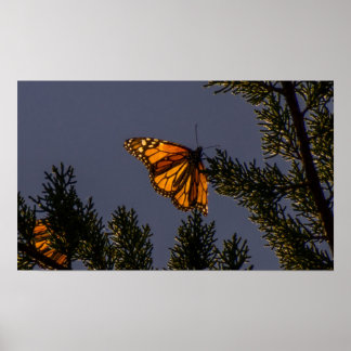 Impressão de Borboleta Monarca