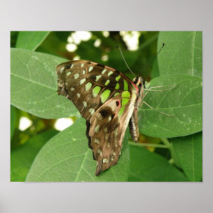 Impressão de Borboleta Verde Iridescente Tropical