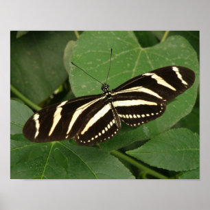 Impressão de Borboleta Zebra Longwing