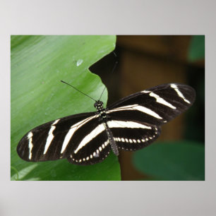 Impressão de Borboleta Zebra Longwing Bonita
