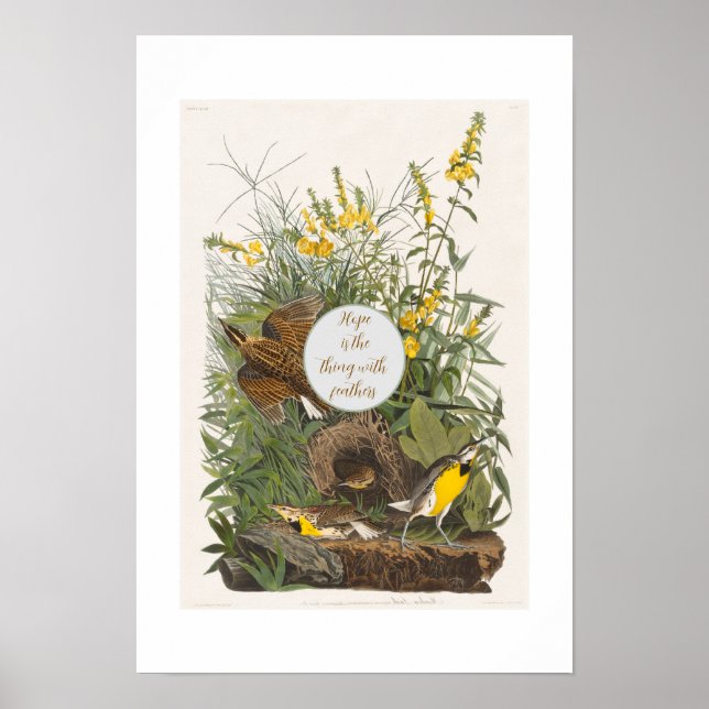 Impressão de Botânica Audubon Meadowlark (Frente)