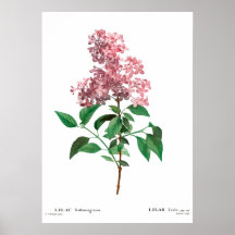 Impressão de botânica de uma Poster lilás chinesa