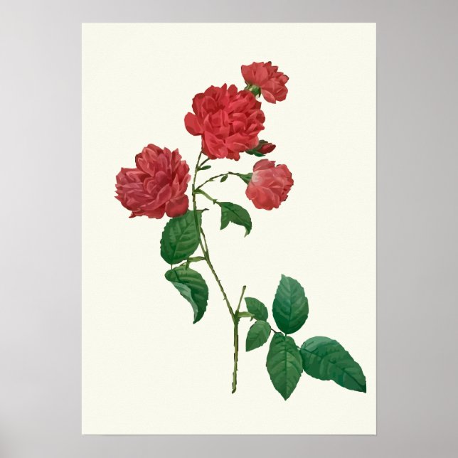 Impressão de Botânica do Vintage Rosa vermelha (Frente)
