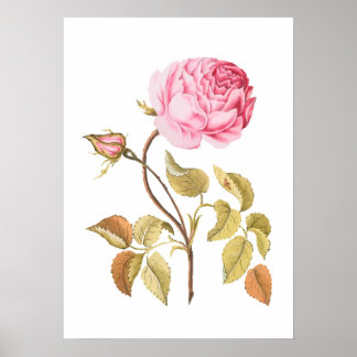 Impressão de Botânica Rosa Rosa Rosa Vintage