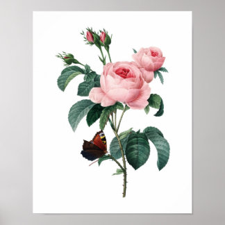 Impressão de botânico de ROSAS originais por Redou
