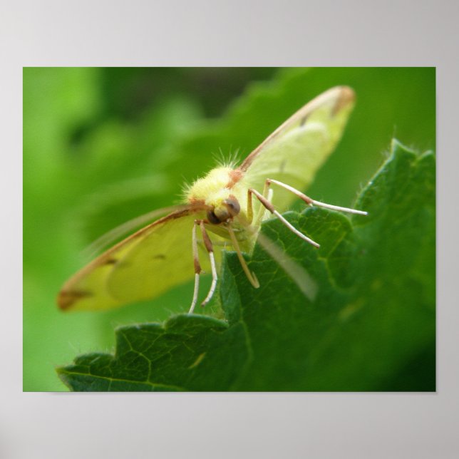 Impressão de Brimstone Moth (Frente)