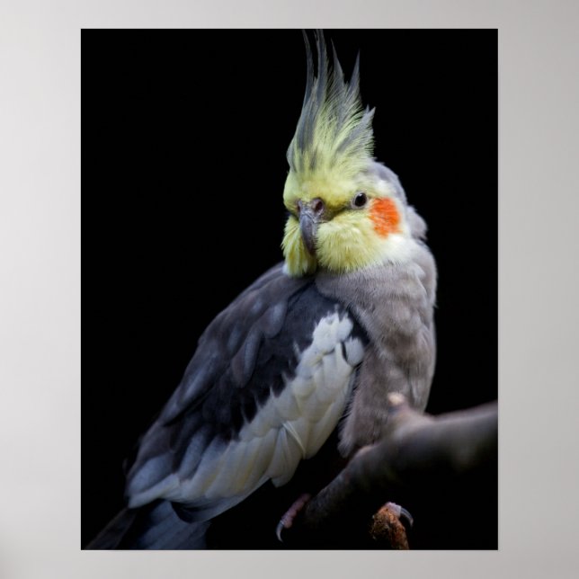 Impressão de cacatua (Frente)