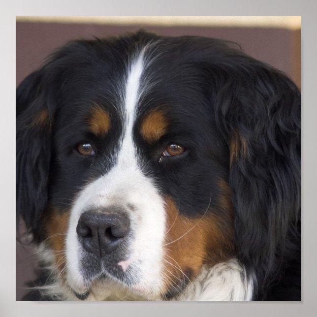 Impressão de Cachorro da Montanha Bernese (Frente)