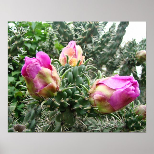 Impressão de Cactus Rosa (Frente)