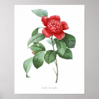 Impressão de Camellia de MAIOR QUALIDADE