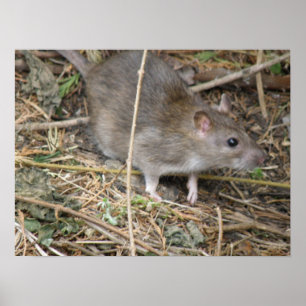 Impressão de campo de rato selvagem