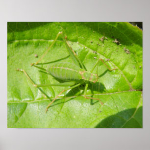 Impressão de Camuflagem de Grilo Verde
