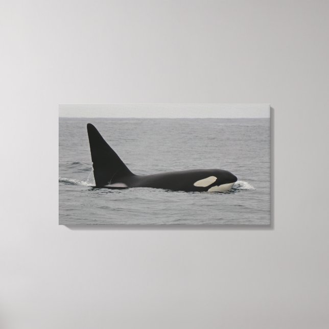 Impressão de Canvas da Baía de Monterey Orca Mascu (Frente)