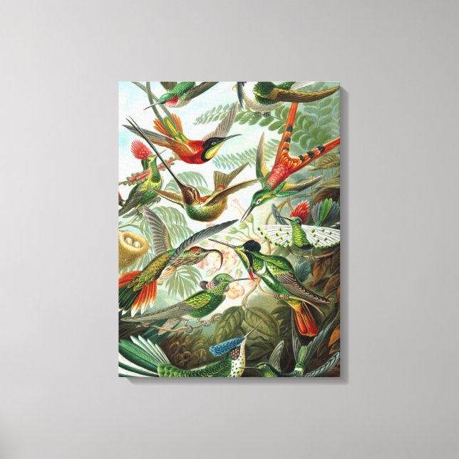 Impressão de Canvas de de Vintage para Aves Hummin (Frente)
