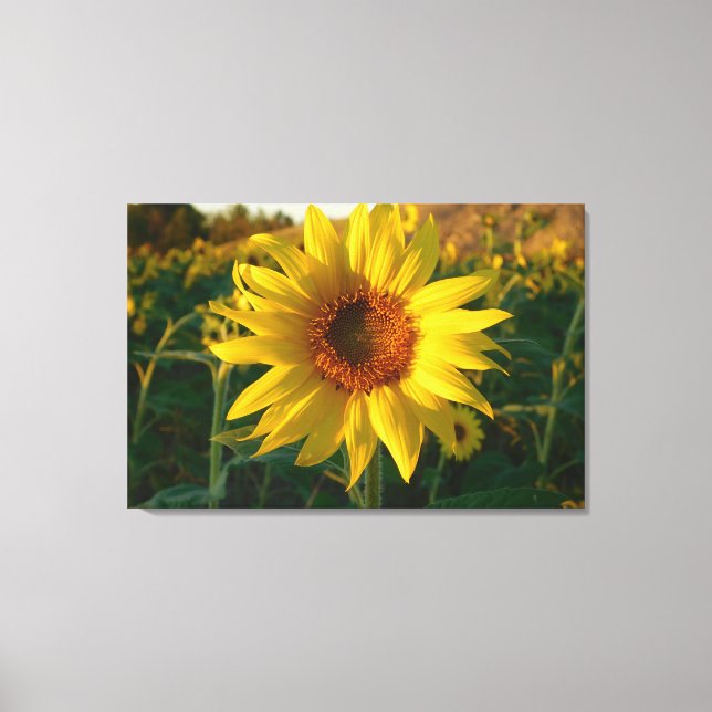 Impressão de Canvas de Sunflower Series (Frente)