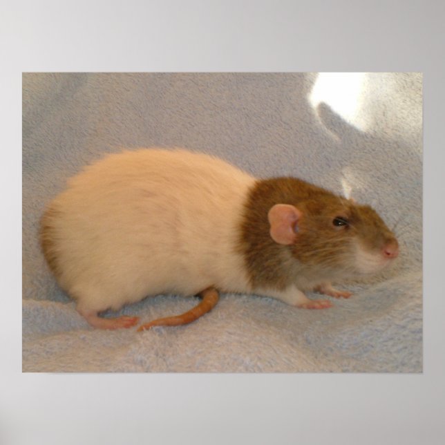 Impressão de Cauda de Ratos (Frente)