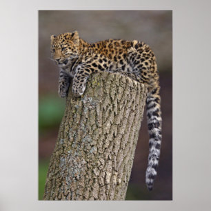 Impressão de cauda de um leopardo