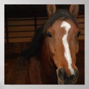 Impressão de Cavalo Árabe