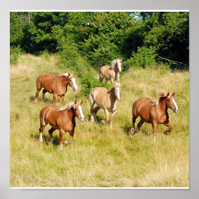 Impressão de Cavalos de Arranque Antigo (Frente)