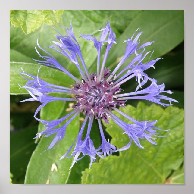 Impressão de Centáurea Azul (Frente)