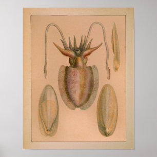 impressão de chocalho comum de cor de 1851