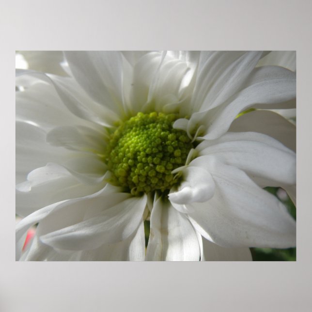 Impressão de Chrysanthemum Branco (Frente)