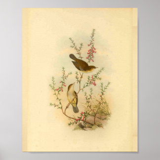 Impressão de colheita de aves brancas