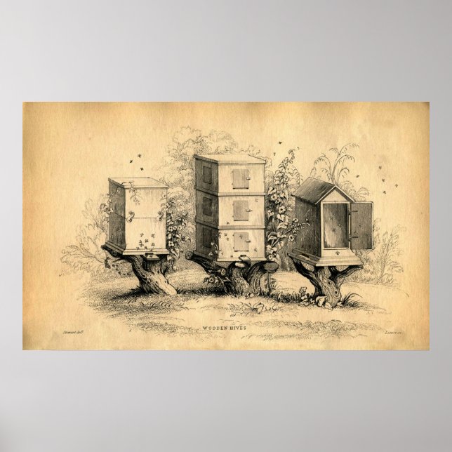 Impressão de colmeias de apicultura da Vintage (Frente)