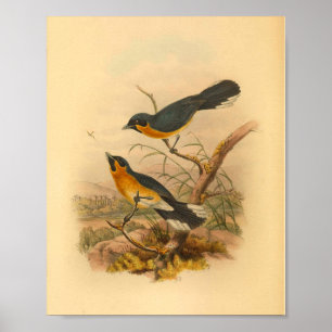 Impressão de Coppingos Vintage de Aves Flycatcher