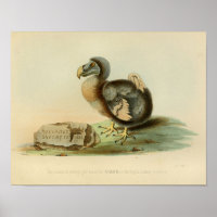 impressão de cor da imagem de pássaro Dodo 1848