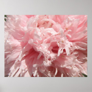Impressão de cor rosa pálido e bonito
