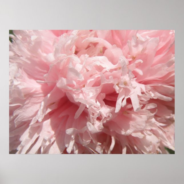 Impressão de cor rosa pálido e bonito (Frente)