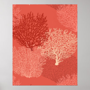 Impressão de Coral do Ventilador, Sombras de Lara
