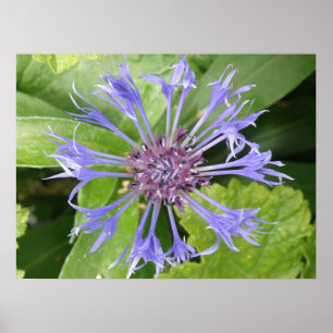 Impressão de Cornflower