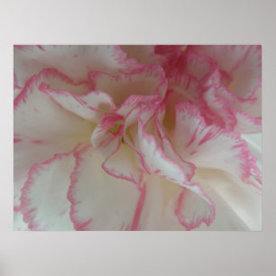 Impressão de cravo branco e rosa